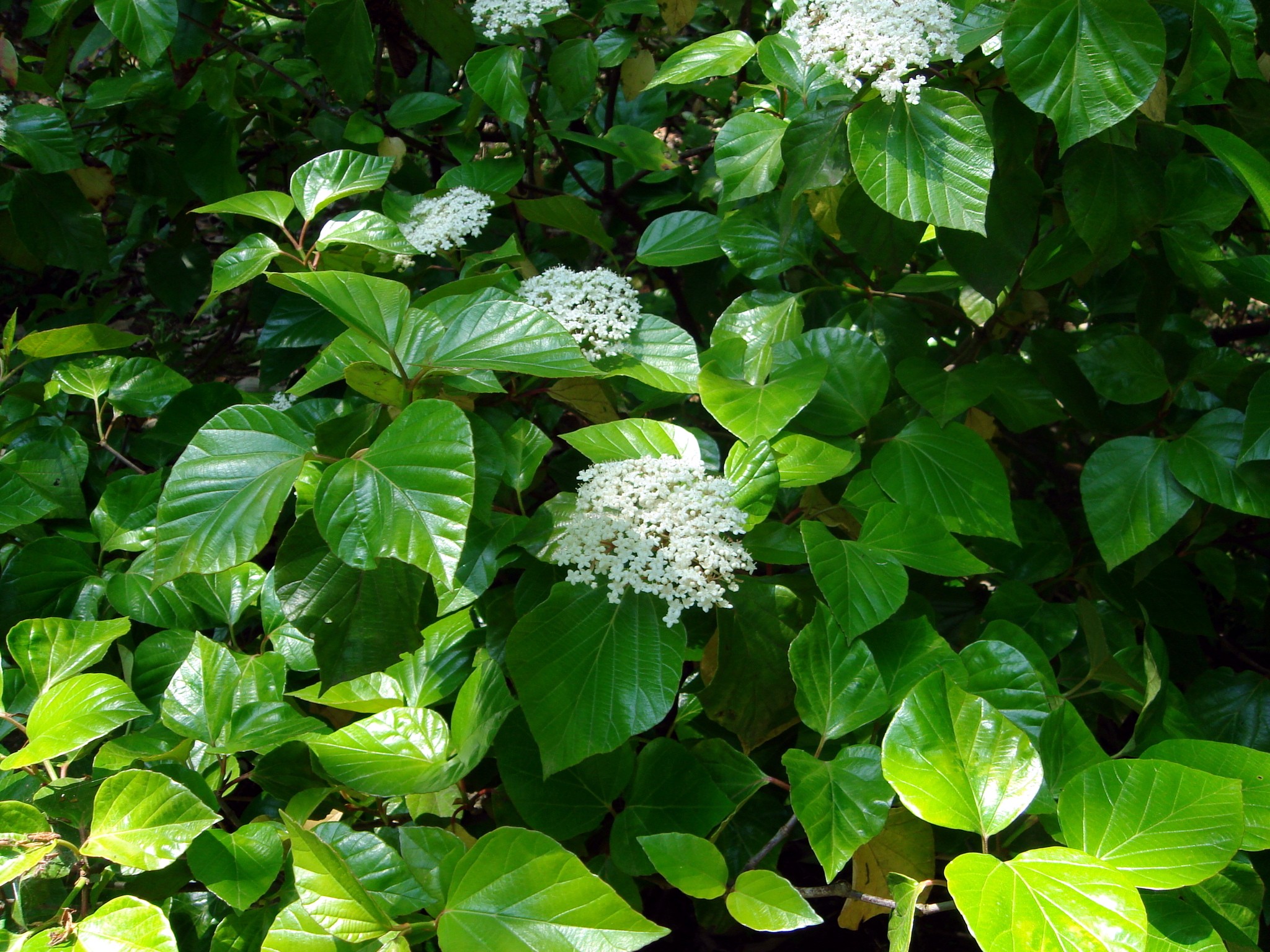 Viburnum japonicum (Thunberg) Sprengel